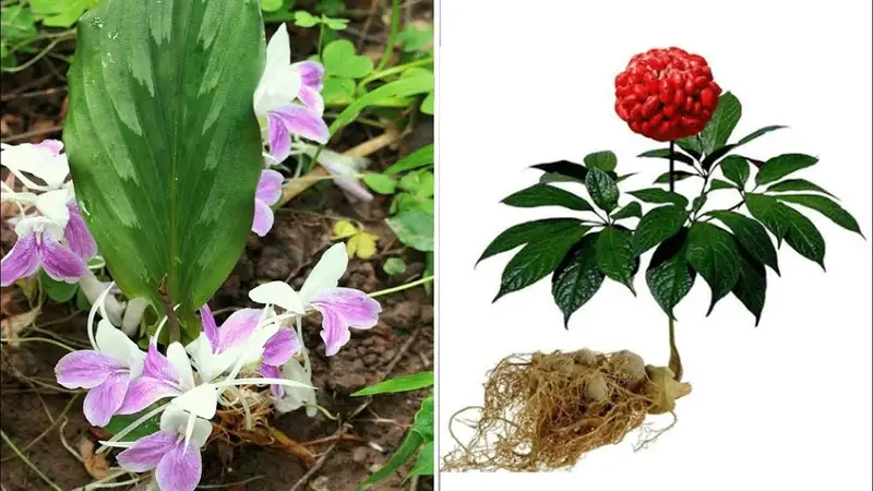 Hình ảnh cây tam thất bắc sinh trưởng tốt