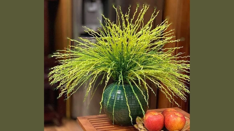 Đặc điểm nổi bật và ý nghĩa sâu sắc của hoa cau trong đời sống