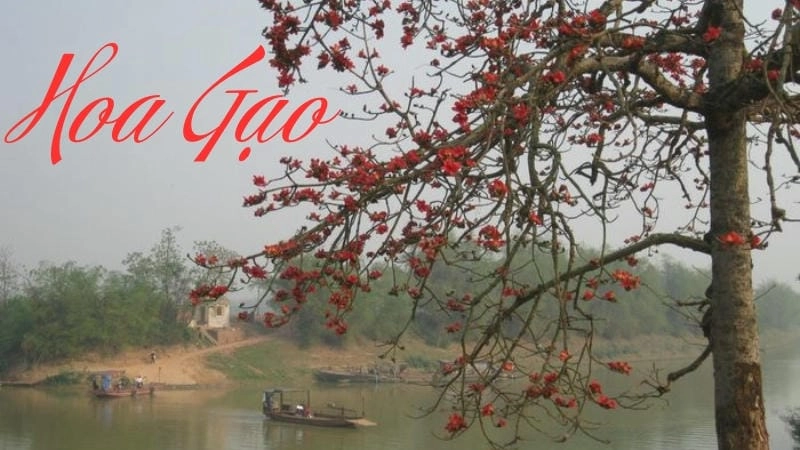 Đặc điểm và ý nghĩa sâu sắc của hoa gạo trong đời sống người Việt