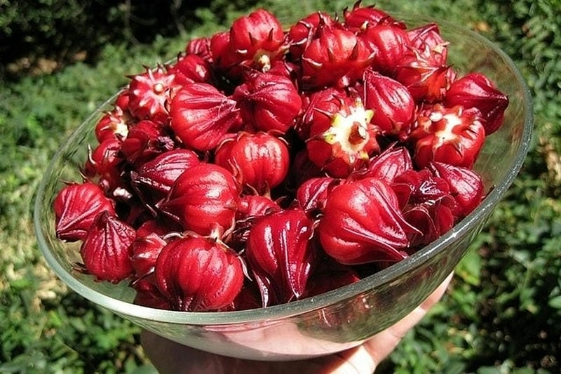 Khám phá vẻ đẹp hoa atiso đỏ tươi