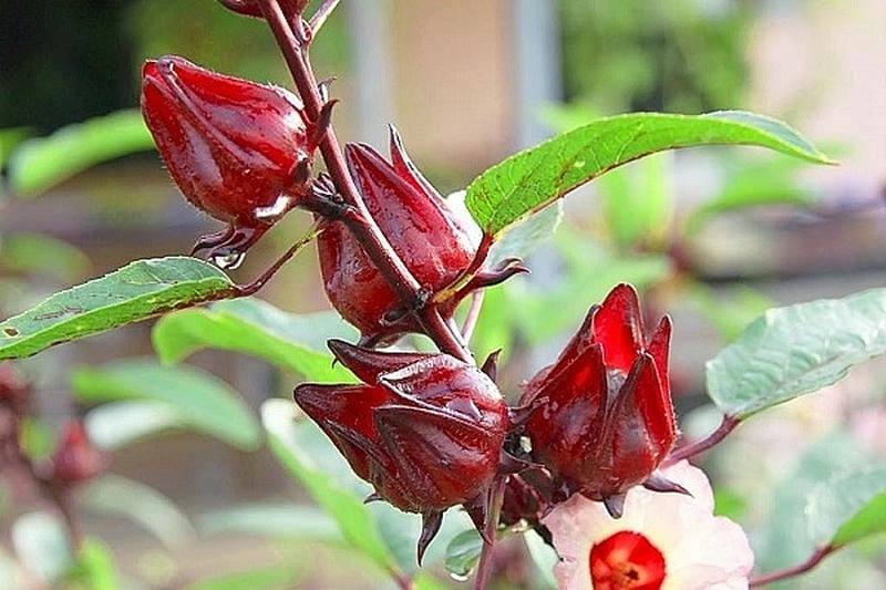 Ngắm nhìn cánh mềm của bông atiso đỏ đẹp