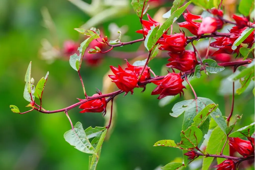 Cảm nhận hương thơm nhẹ từ hoa atiso tươi