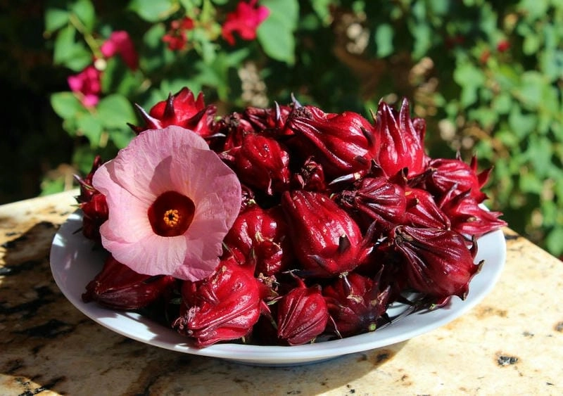 Sức hút tự nhiên của bông atiso đỏ