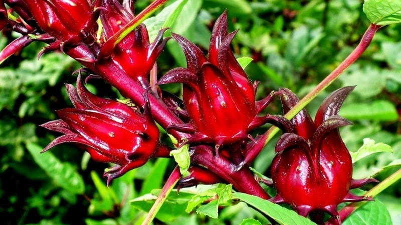 Vẻ đẹp nổi bật từ cây atiso đỏ nở rộ
