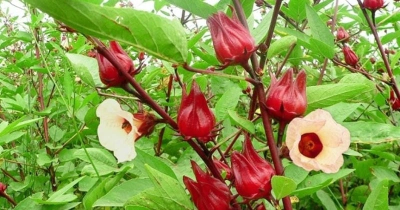 Sắc đẹp khác lạ của bông atiso do tươi