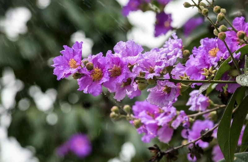 Bóng mát cây bằng lăng che lối đi học trò