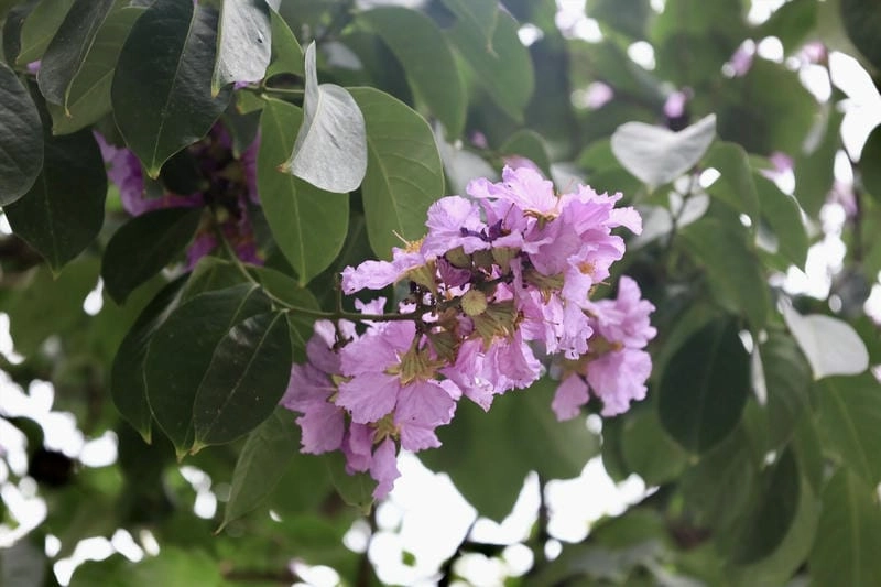 Hàng bằng lăng nước in bóng bên bờ sông