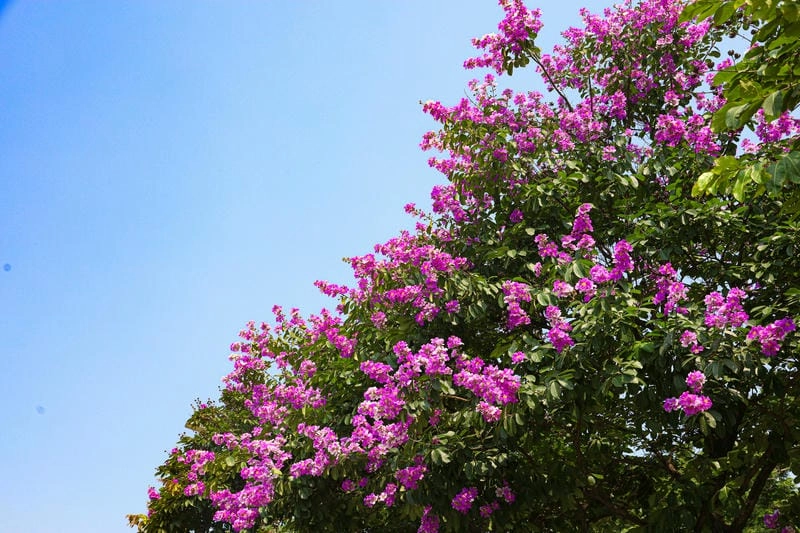 Cánh hoa tím nhẹ nhàng rơi trên vai áo trắng