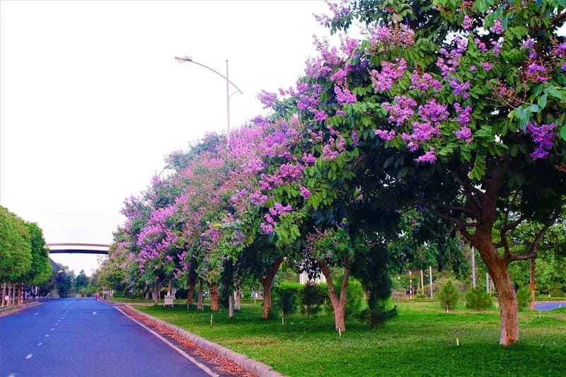 Khoảnh khắc lãng mạn dưới tán hoa tím mùa hè