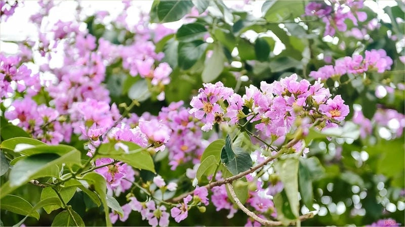 Vườn bằng lăng tím than bung nở đẹp mộng mơ