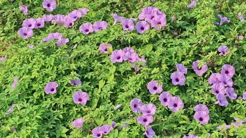 Kỹ thuật chăm sóc hoa bìm bìm xanh giúp cây khỏe mạnh