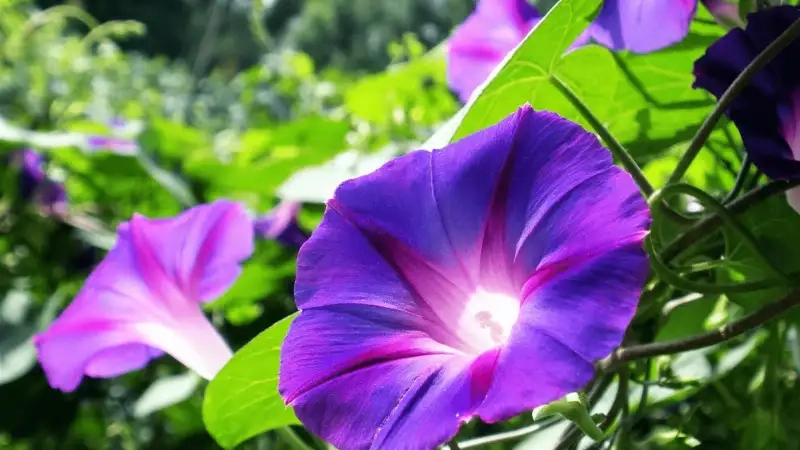 Đặc điểm hoa bìm bìm xanh luôn nổi bật trong vườn nhà