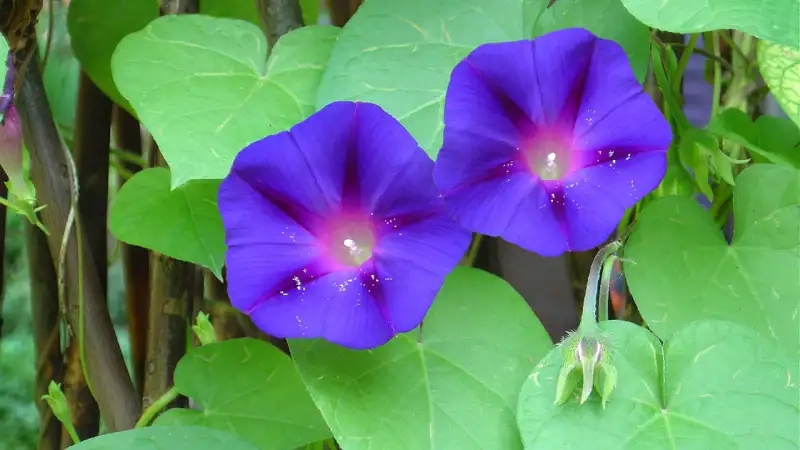 Hoa bìm bìm xanh đẹp tô điểm không gian sống xanh