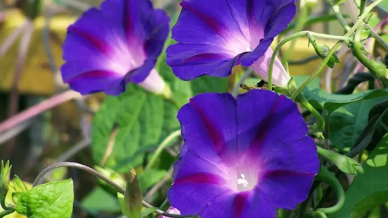 Hoa bìm bìm xanh trong thiết kế cảnh quan tạo điểm nhấn