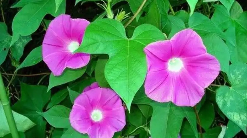 Hoa bìm bìm xanh nở vào mùa nào khiến vườn thêm sắc màu