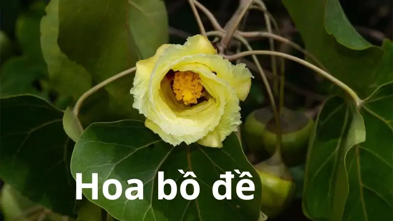 Ý nghĩa tâm linh của hoa bồ đề