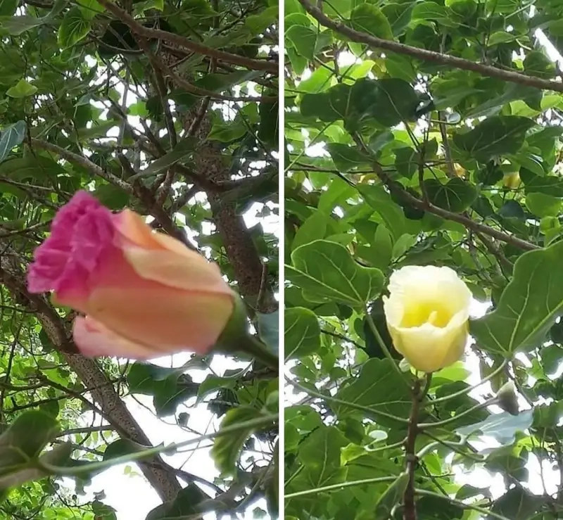 Khám phá Hoa bồ đề cây bồ đề nở hoa rực rỡ