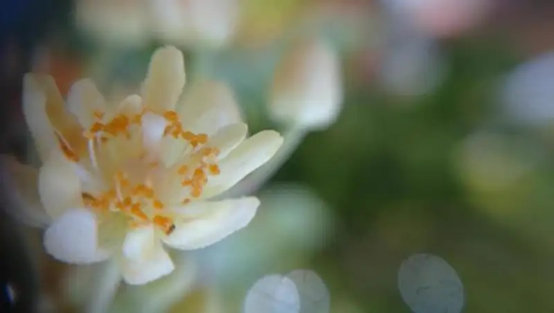 Trải nghiệm Hoa bồ đề cây bồ đề xanh tươi