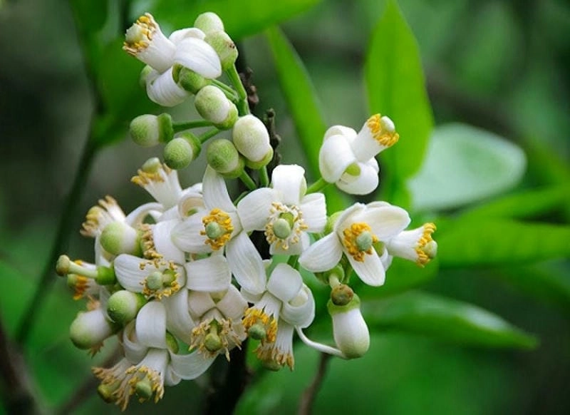 Vẻ đẹp tinh khôi của hoa bưởi trắng