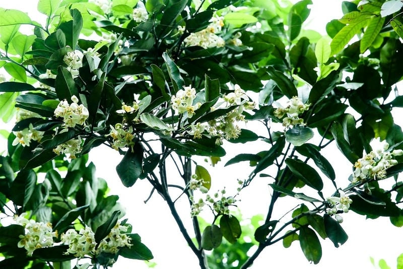 Mẹo hay giúp bạn chăm sóc hoa bưởi