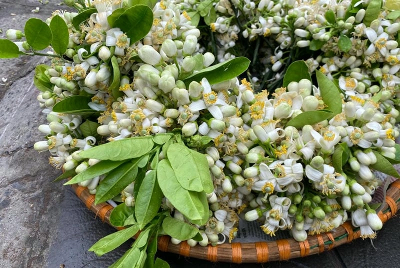 Kinh nghiệm chọn thời điểm thu hoạch hoa bưởi