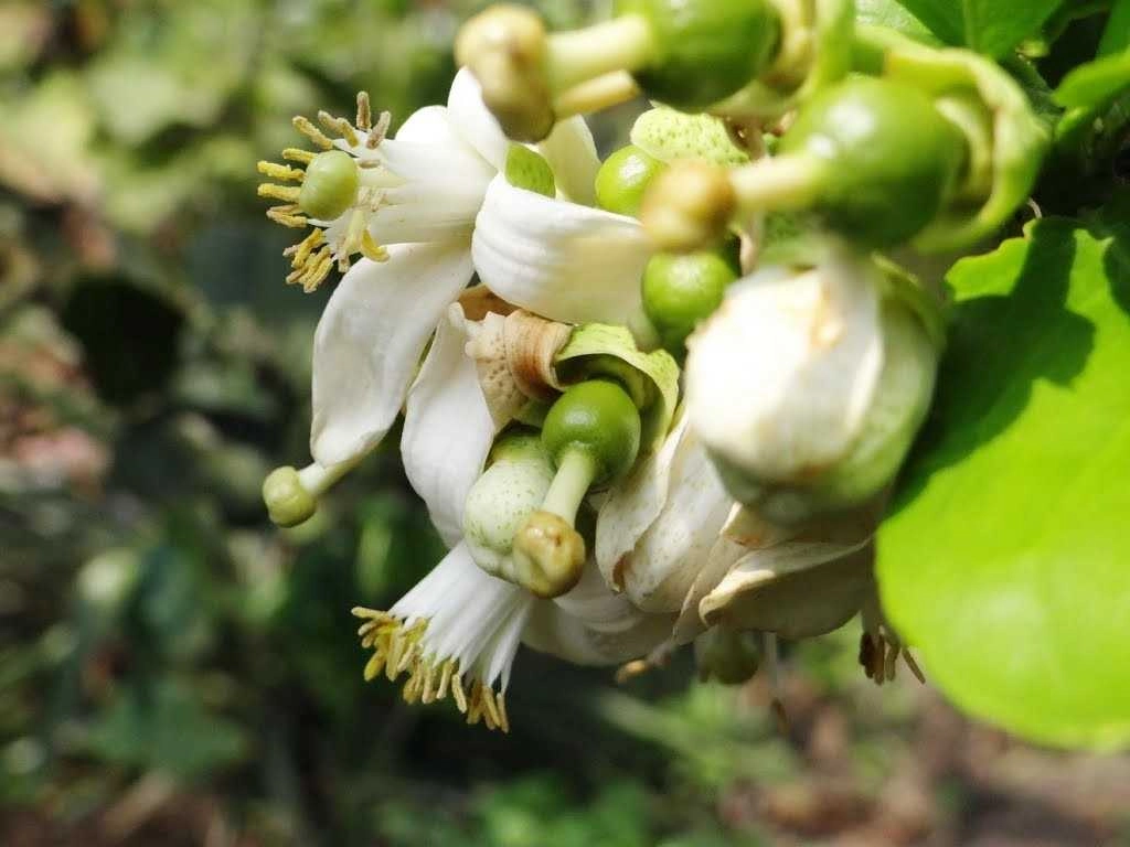 Sắc trắng tinh khôi từ hoa bưởi trắng