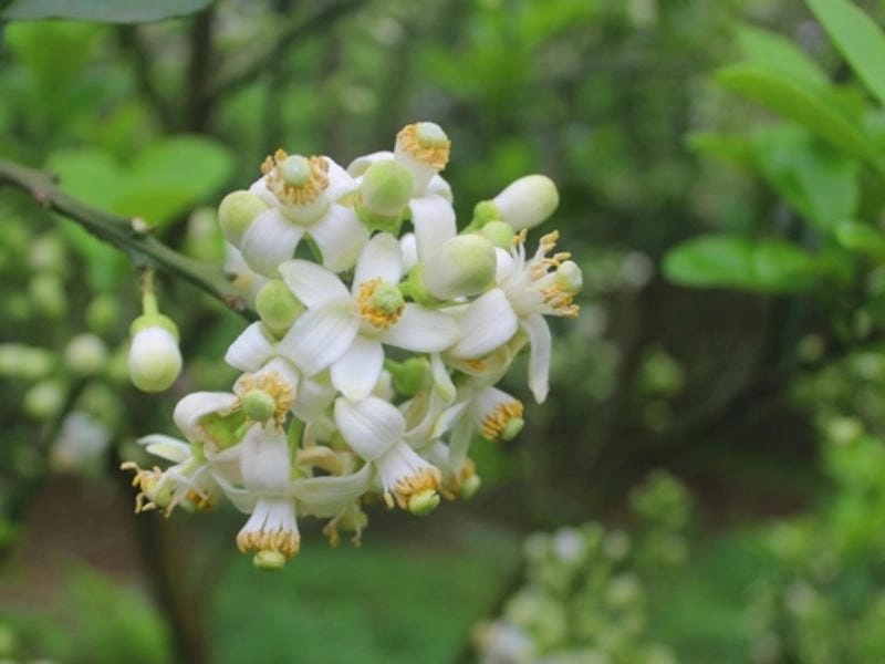 Hương thơm thanh khiết của hoa bưởi trắng
