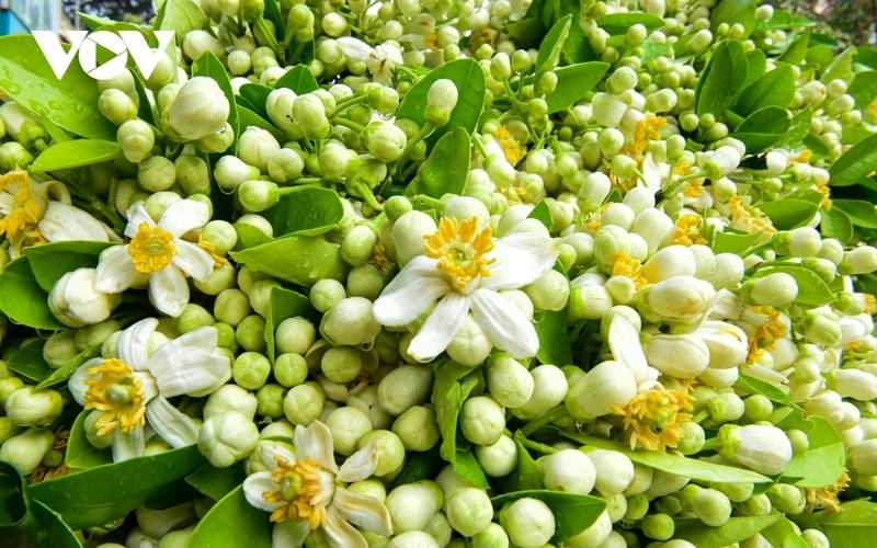 Hương vị ngọt ngào trong bánh hoa bưởi