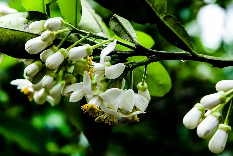 Ý nghĩa sâu sắc của hoa bưởi trong văn hóa