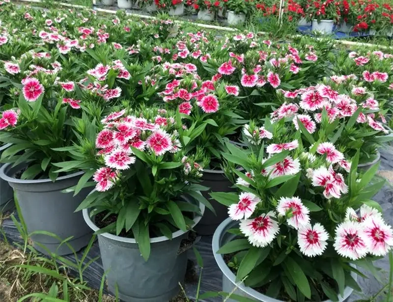 Khám phá sắc đẹp hoa cam nhung tươi tắn