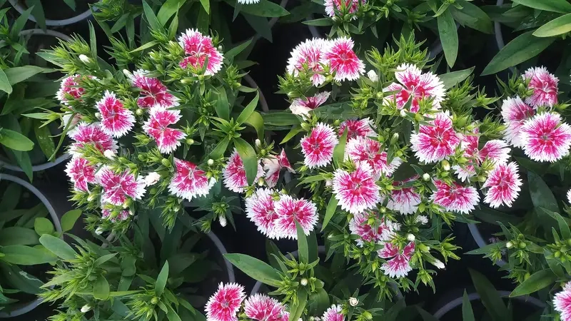 Sắc màu và ý nghĩa của hoa cẩm nhung trong đời sống