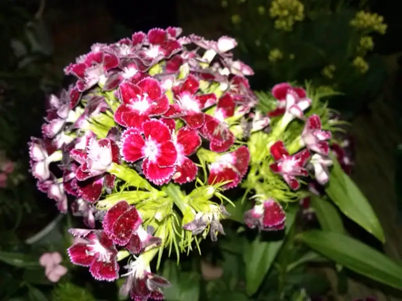 Tìm hiểu cách chăm sóc hoa cẩm nhung hiệu quả