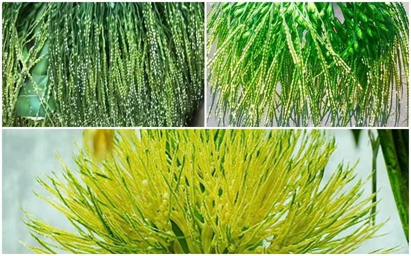 Sự tinh tế giản dị của Cụm hoa cau