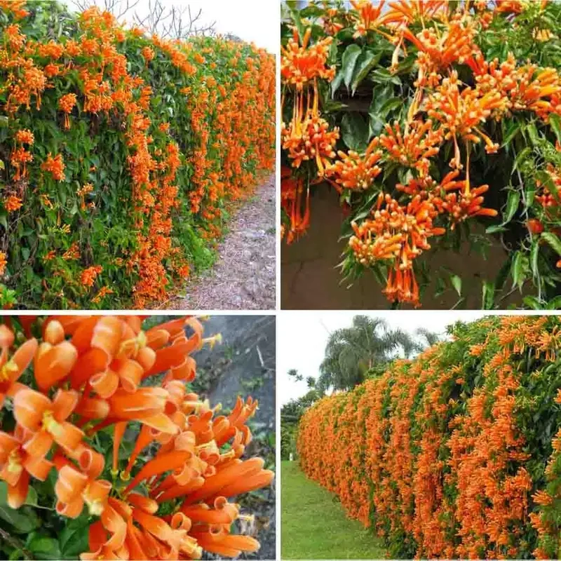 Đặc điểm và ý nghĩa của hoa chùm ớt