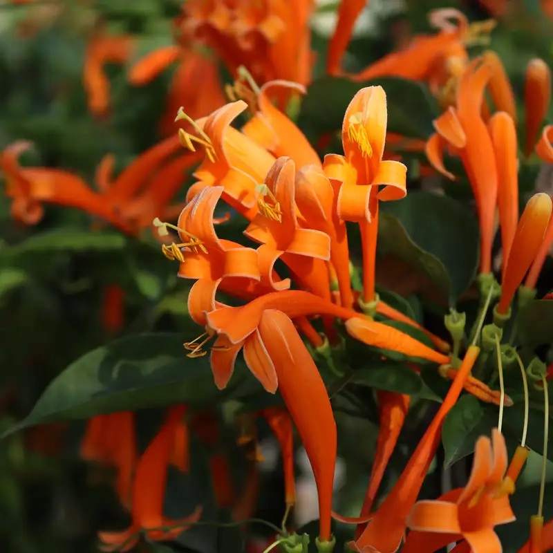 Trang trí ban công với hoa leo chùm ớt đẹp mắt