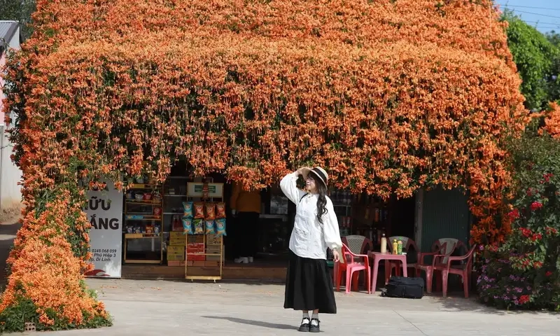 Tìm hiểu hoa chùm ớt thích hợp khí hậu nào tốt nhất