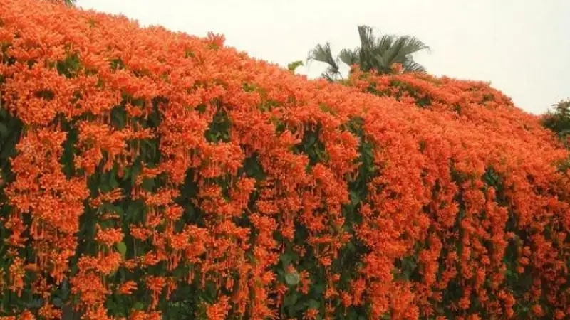 Giàn hoa chùm ớt leo giàn tạo không gian đẹp