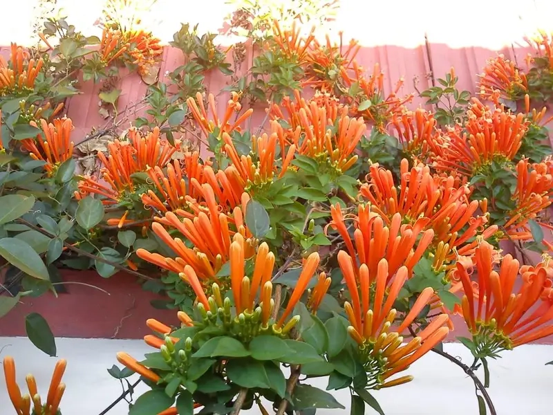 Tham khảo giá cây hoa chùm ớt hiện nay trên thị trường