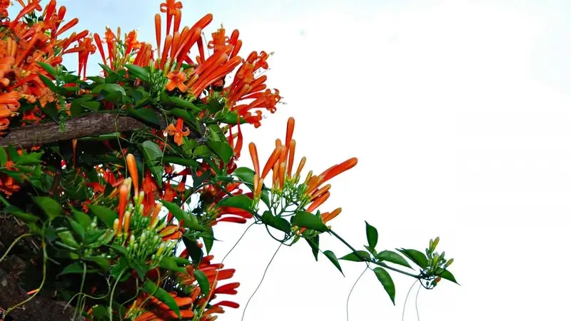 Hoa chùm ớt rạng đông khoe sắc đỏ rực cả mùa