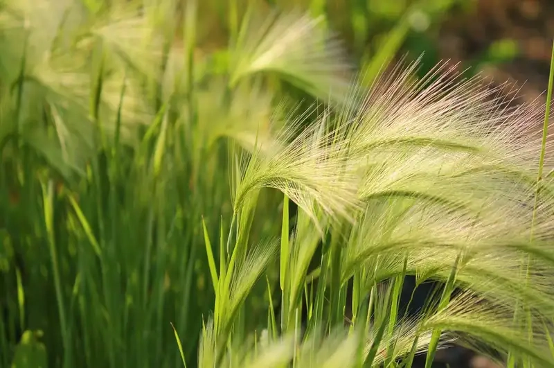 Ý nghĩa đặc biệt của hoa cỏ may trong đời sống hiện nay