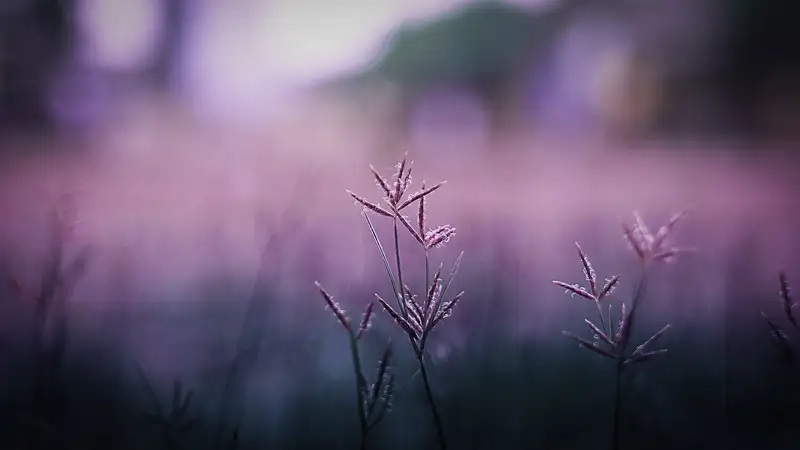 Tìm hiểu đặc điểm hoa cỏ may qua từng cánh hoa mỏng manh