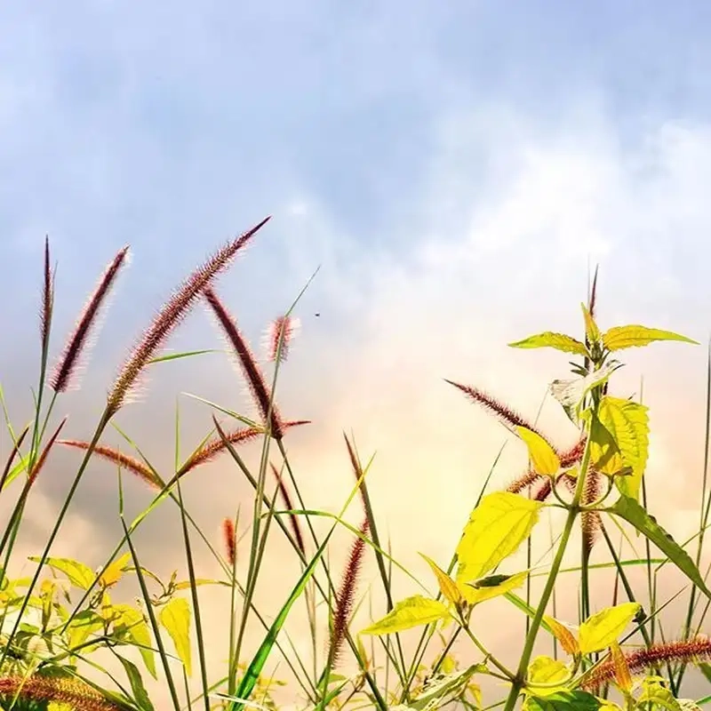 Khám phá hoa cỏ may mọc ở đâu trong tự nhiên Việt Nam