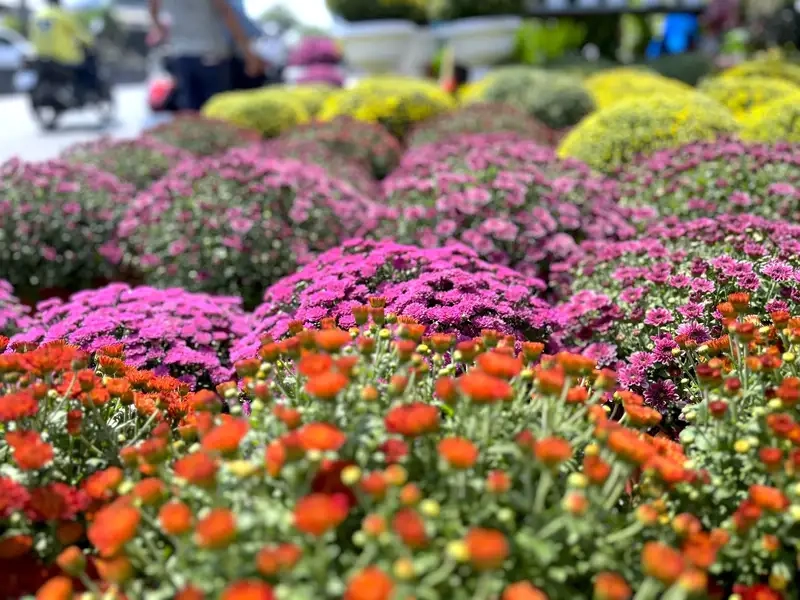 Trồng Cúc mâm xôi ngay hôm nay để bàn đầy hoa tươi