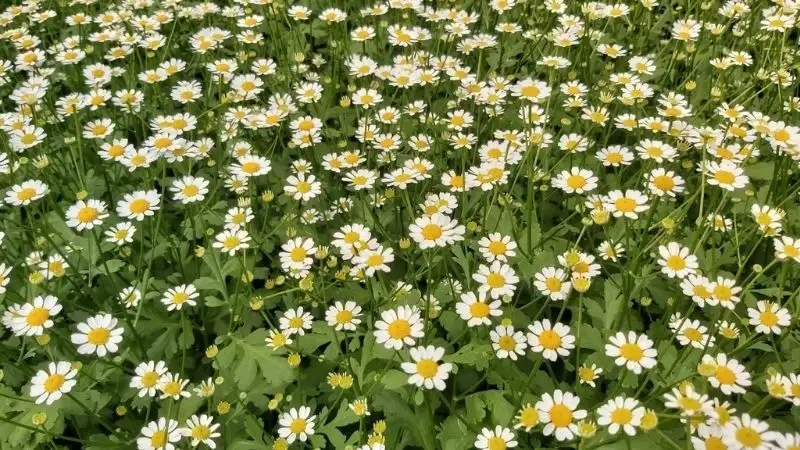 Vẻ đẹp và ý nghĩa của hoa cúc tana