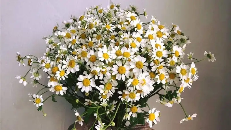 Vẻ đẹp và ý nghĩa của hoa cúc tana