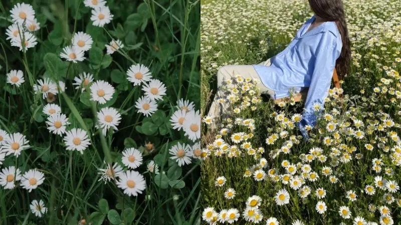 Giải mã hoa cúc tana có ý nghĩa gì để chọn hoa phù hợp