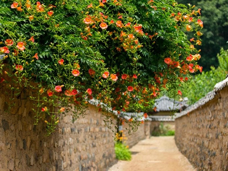 Vẻ đẹp cuốn hút của hoa đăng tiêu trong khu vườn mùa hè