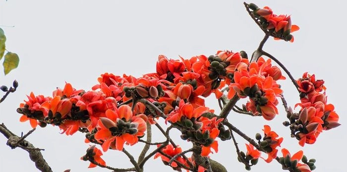 Truyền thuyết gắn liền hình ảnh ý nghĩa của cây hoa gạo