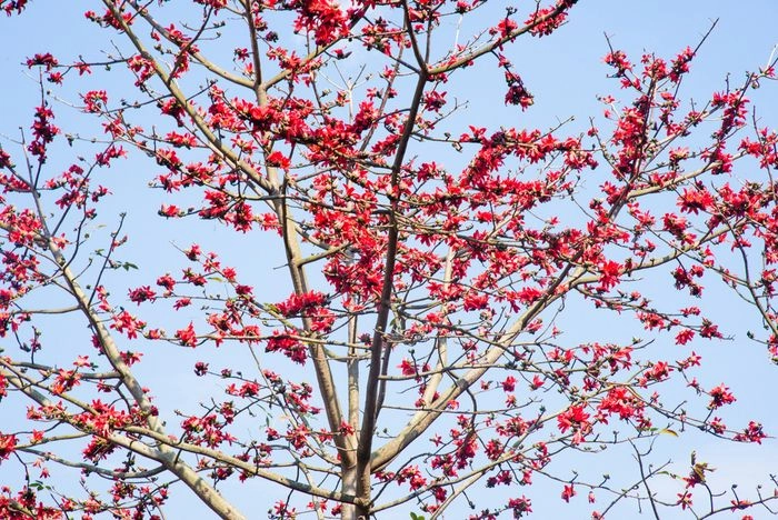 Màu đỏ huyền bí mê hoặc từ hoa huyết rồng