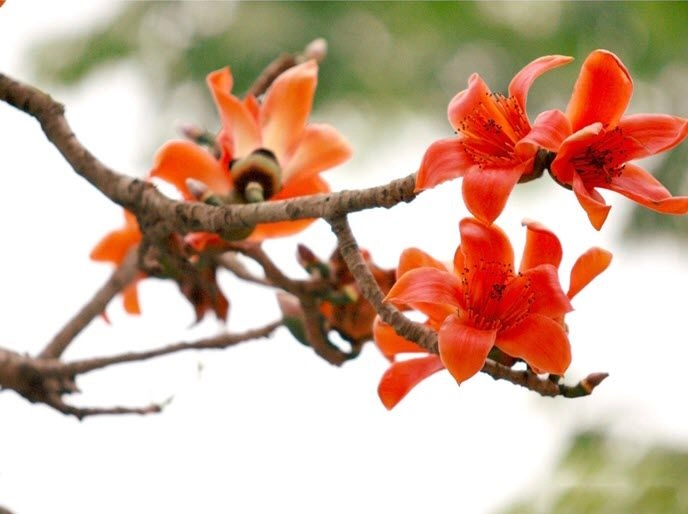 Hiểu sâu về biểu tượng đẹp của ý nghĩa của hoa gạo